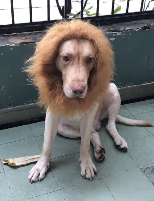 Dù với hình dạng sư tử nhưng cún cưng có vẻ không vui cho lắm.