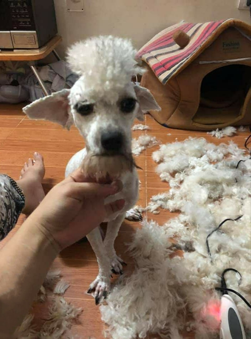 Chú chó sau khi đã được cắt tỉa lông.