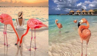 Ghe Qua Dao Hong Hac Aruba O Vung Bien Caribe Ivivu 5 370x215 1