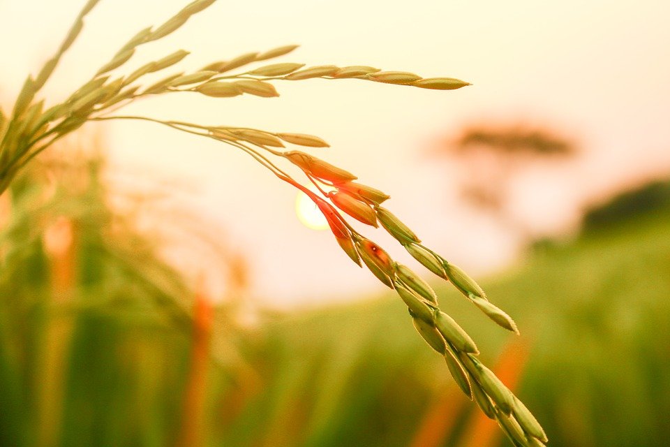 Rice 3584035 960 720 1