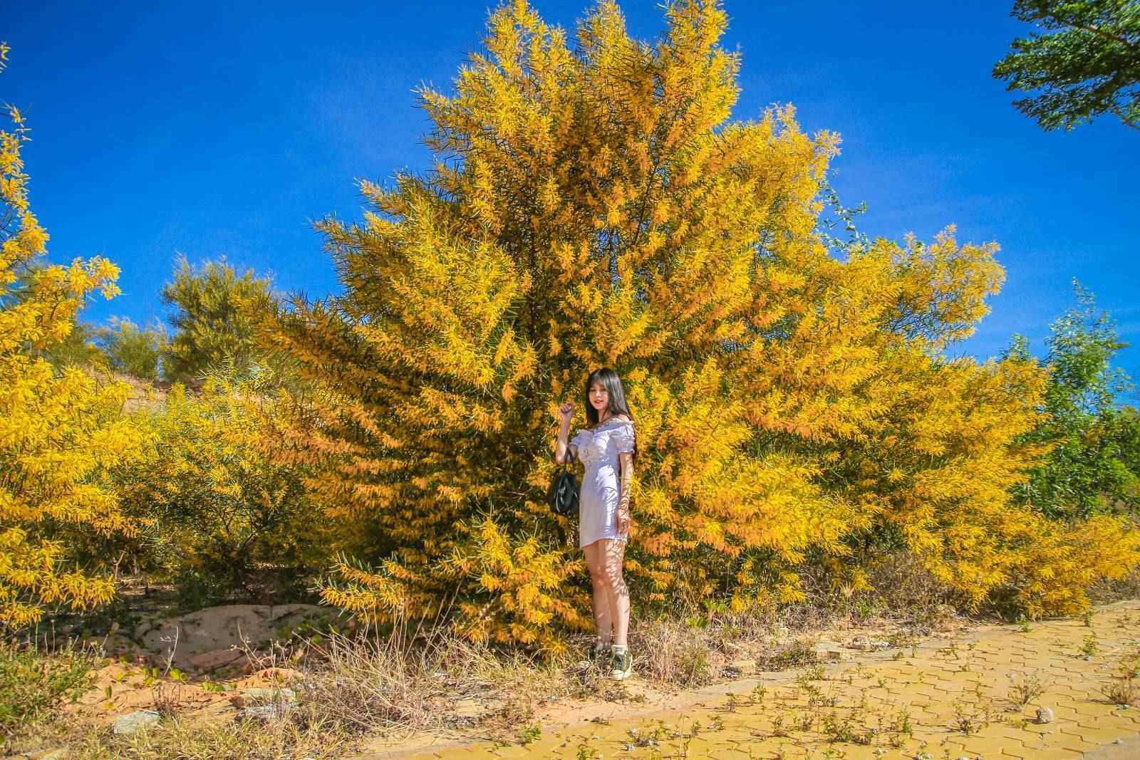 Rung Keo La Tram Phan Thiet Ivivu 2 2