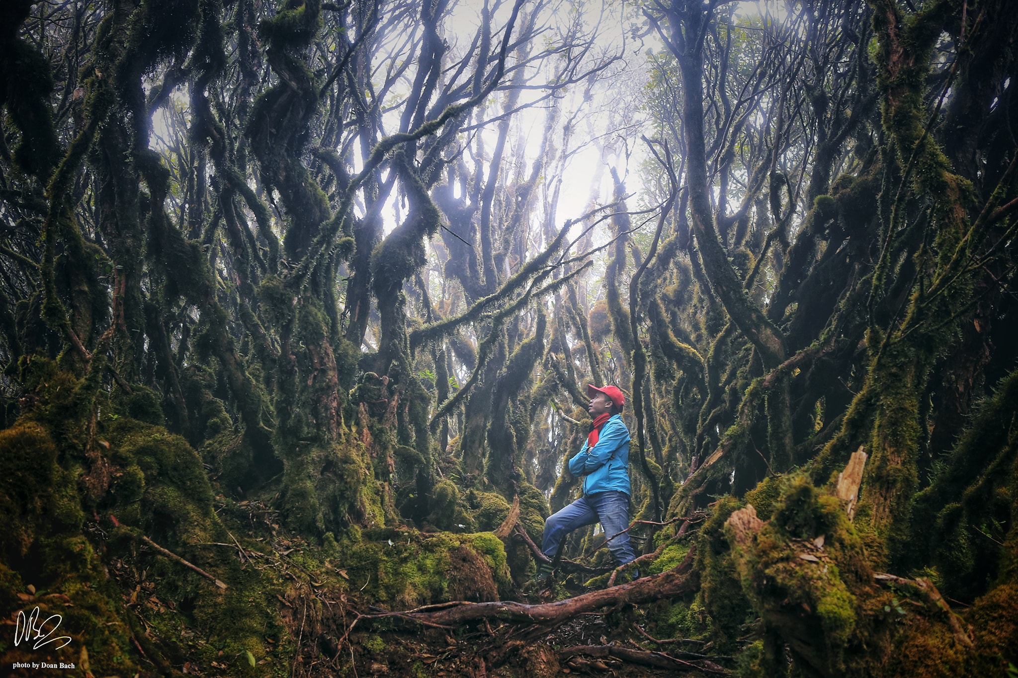 Rung Nguyen Sinh Ta Xua Ivivu 1 2