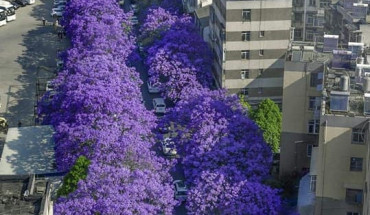 Phuong Tim Ivivu 1 370x215 1