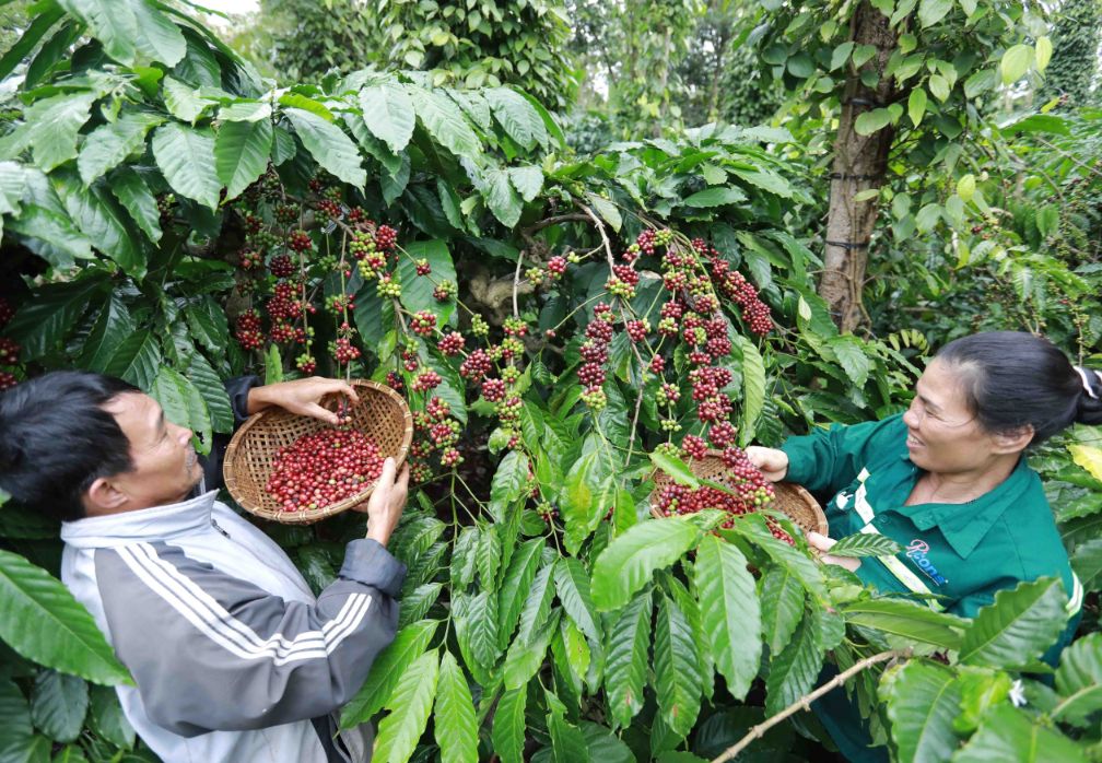 Nestle Di Tien Phong Xay Dung Nong Nghiep Tai Sinh Thong Qua Du An Nescafe Plan