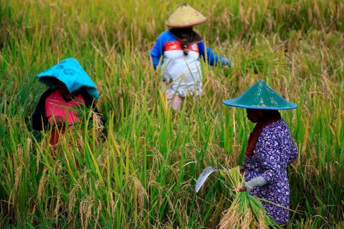 Them 47 Trieu Nguoi O Dong Nam A Roi Vao Dien Ngheo Cung Cuc Vi Covid 19 1