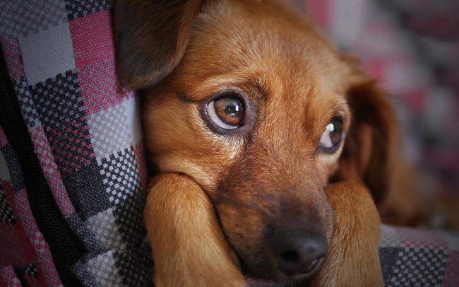 Chó Có Thể Bị Chán Nản Hay Không?