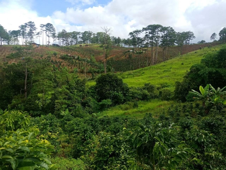 Luu Ban Nhap Tu Dong 12 1