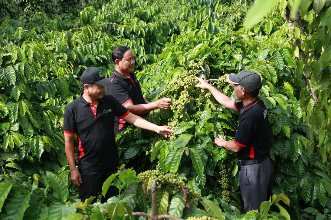 Các Hộ Nông Dân Tham Gia Dự Án Nescafé Plan Dược Tập Huấn Và Thực Hành Phương Pháp Canh Tác Bền Vững 1