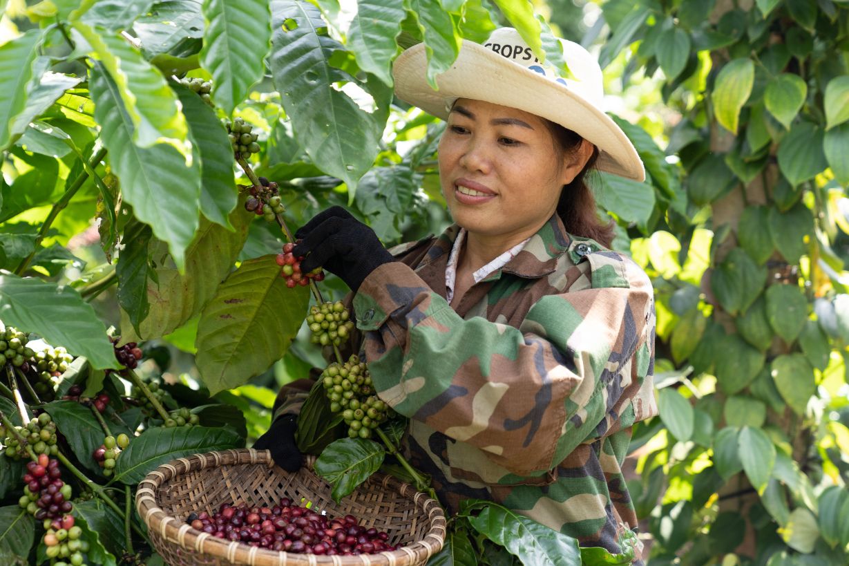 Chuong Trinh Nescafe Plan Gop Phan Cai Thien Kinh Te Cho Nhieu Nong Ho Canh Tac Cay Ca Phe Va Nang Cao Vai Tro Va Vi The Cua Nguoi Phu Nu 1 2 2