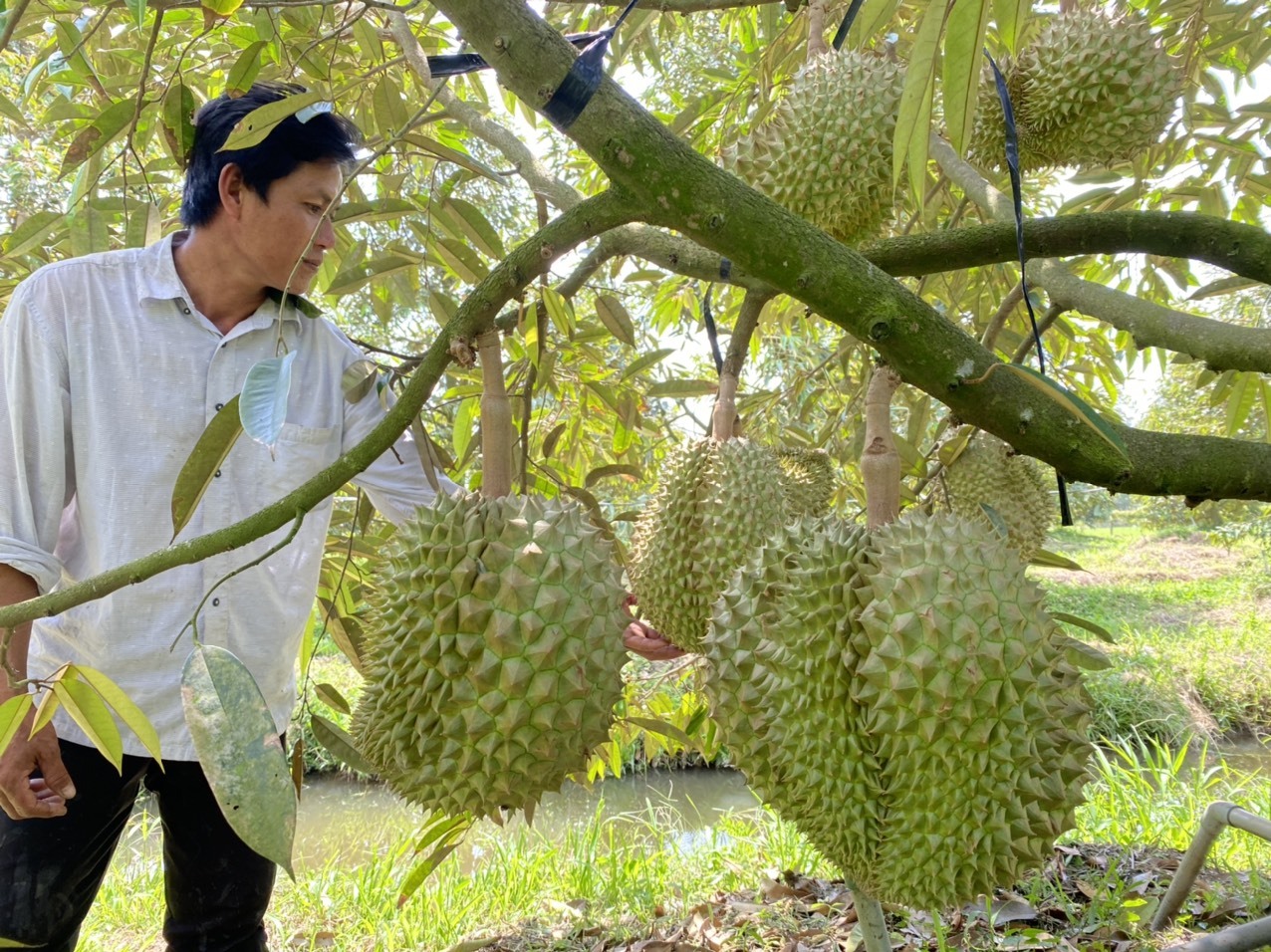 Nong Dan O At Bo Lua Trong Sau Rieng Nguy Co Dinh Sau Chung 3