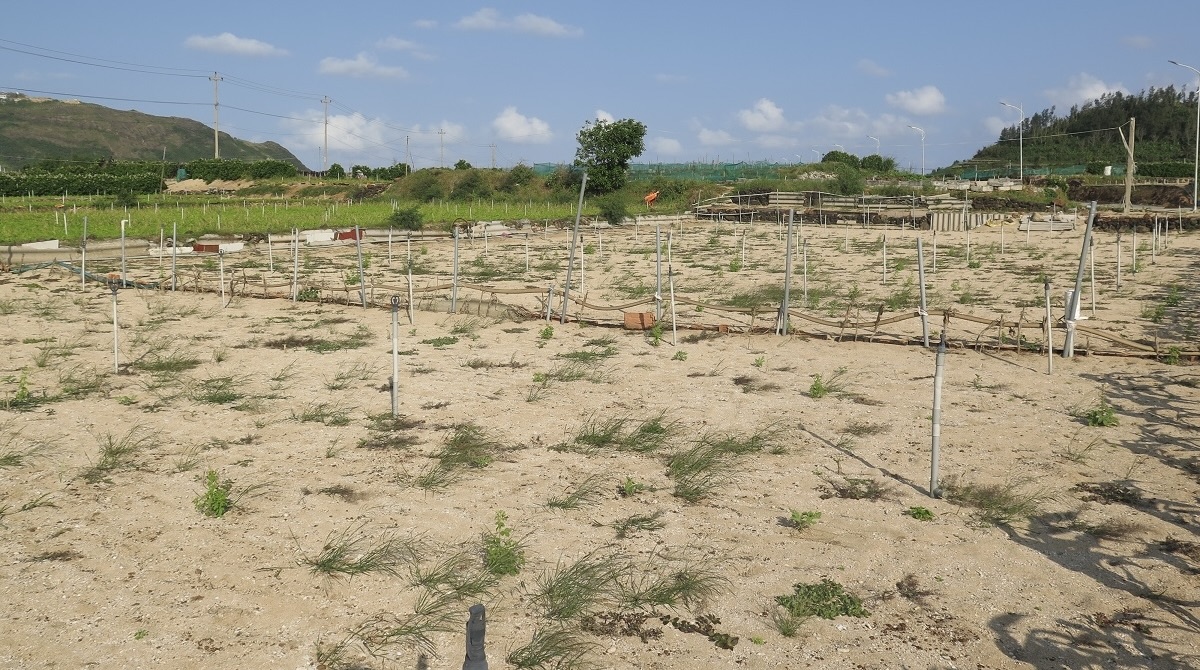 Da So Cac Truong Hop Chuyen Nhuong Quyen Su Dung Dat O Ly Son Gan Day La Dat Nong Nghiep.png 1 3