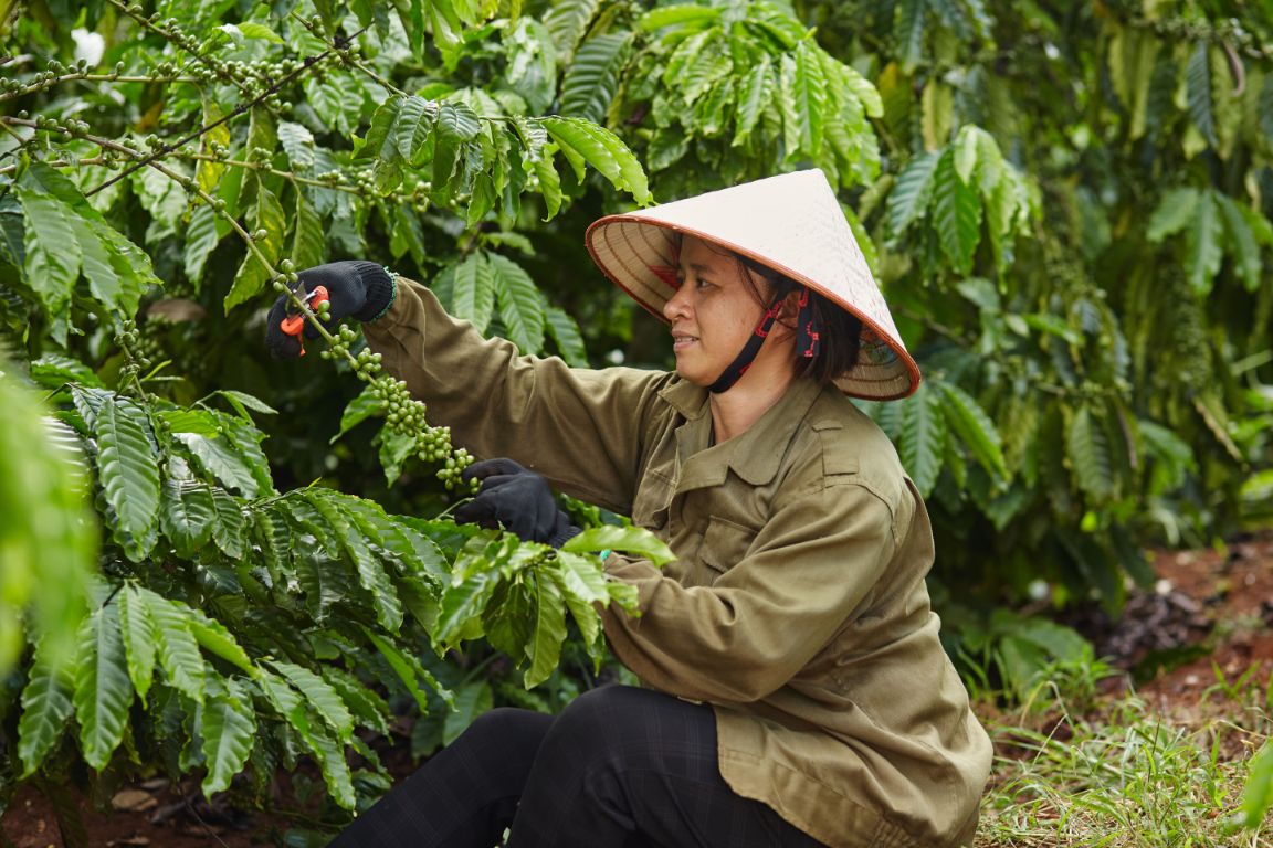 Ky Thuat Duoc Chia Se Trong Chuong Trinh Nescafe Plan Giup Giam 20 Luong Phan Bon Ma Van Dam Bao Nang Suat Cay Ca Phe. 1 1
