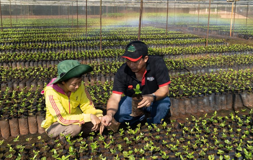 Nestle Ho Tro Cay Giong Chat Luong Cao Cho Nguoi Nong Dan Trong Ca Phe Tai Tay Nguyen Hinh 2 2 1