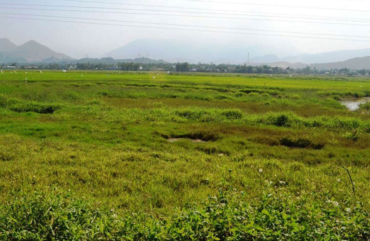 Dat Nong Nghiep Bo Hoang Se Bi Nha Nuoc Thu Hoi 1