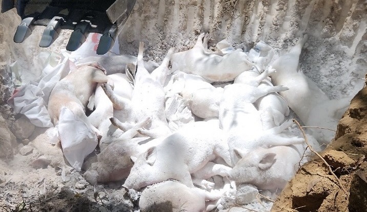 Dich Ta Lon Chau Phi Gia Tang Tai Quang Ngai Dan Lo Lang 1