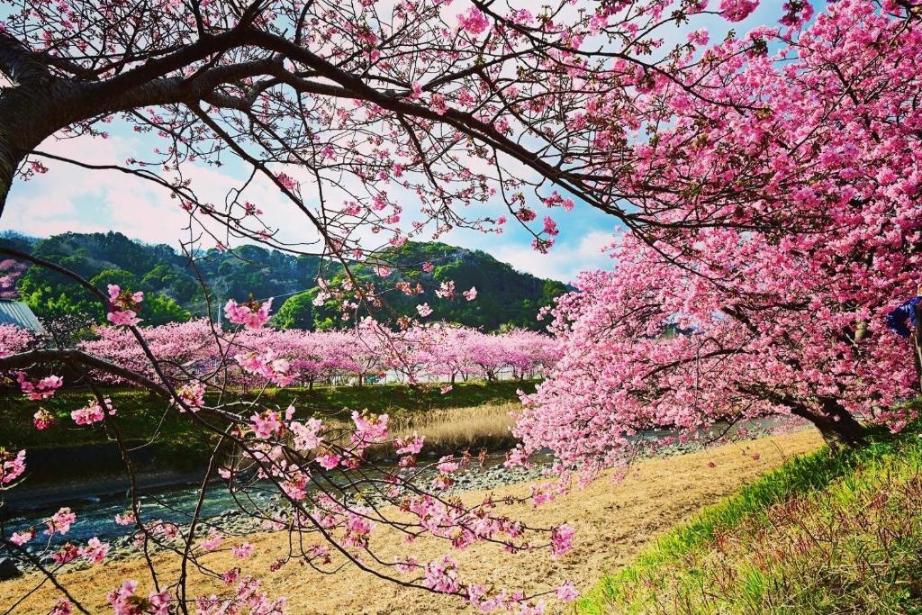 Shizuoka Nhat Ban 1 1