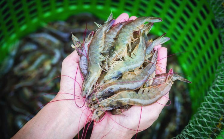 Luu Ban Nhap Tu Dong 9 1