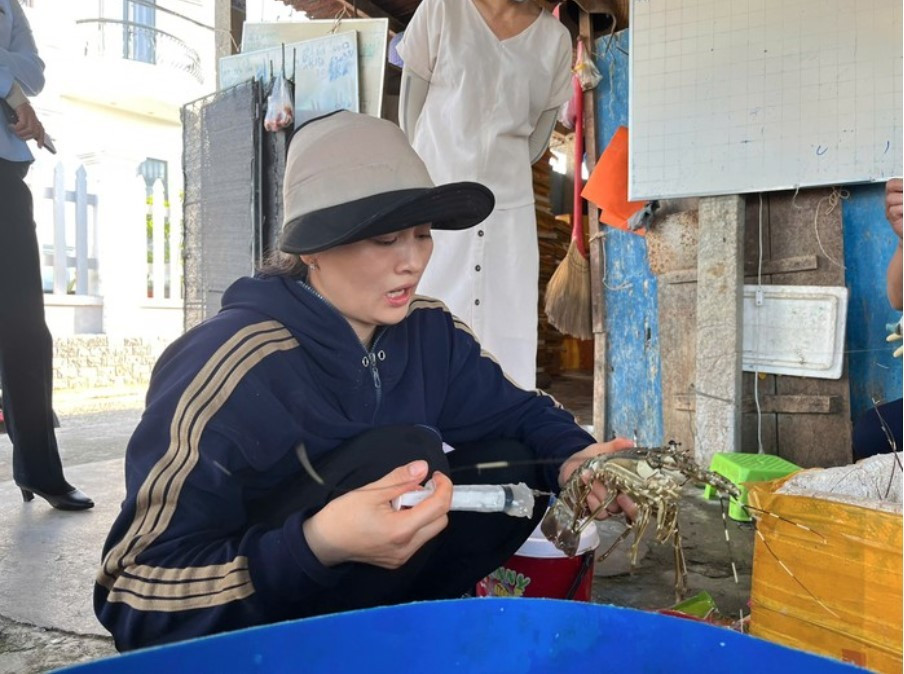 Tôm hùm bơm tạp chất, gian lận thương mại... hại sức khỏe Tôm hùm bơm tạp chất, gian lận thương mại... hại sức khỏe