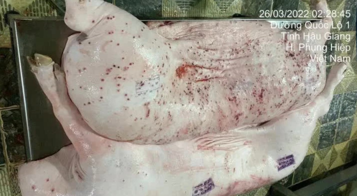 C P Viet Nam Bi To Ban Heo Benh Cong An Quyet Dinh Khong Khoi To Vu An 1
