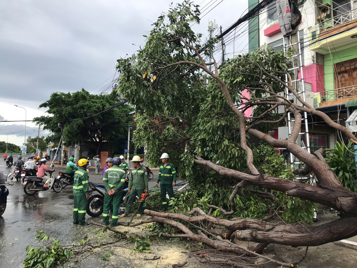 Cây xanh bật gốc trong cơn mưa lớn ở TP HCM và Lâm Đồng Cây xanh bật gốc trong cơn mưa lớn ở TP HCM và Lâm Đồng