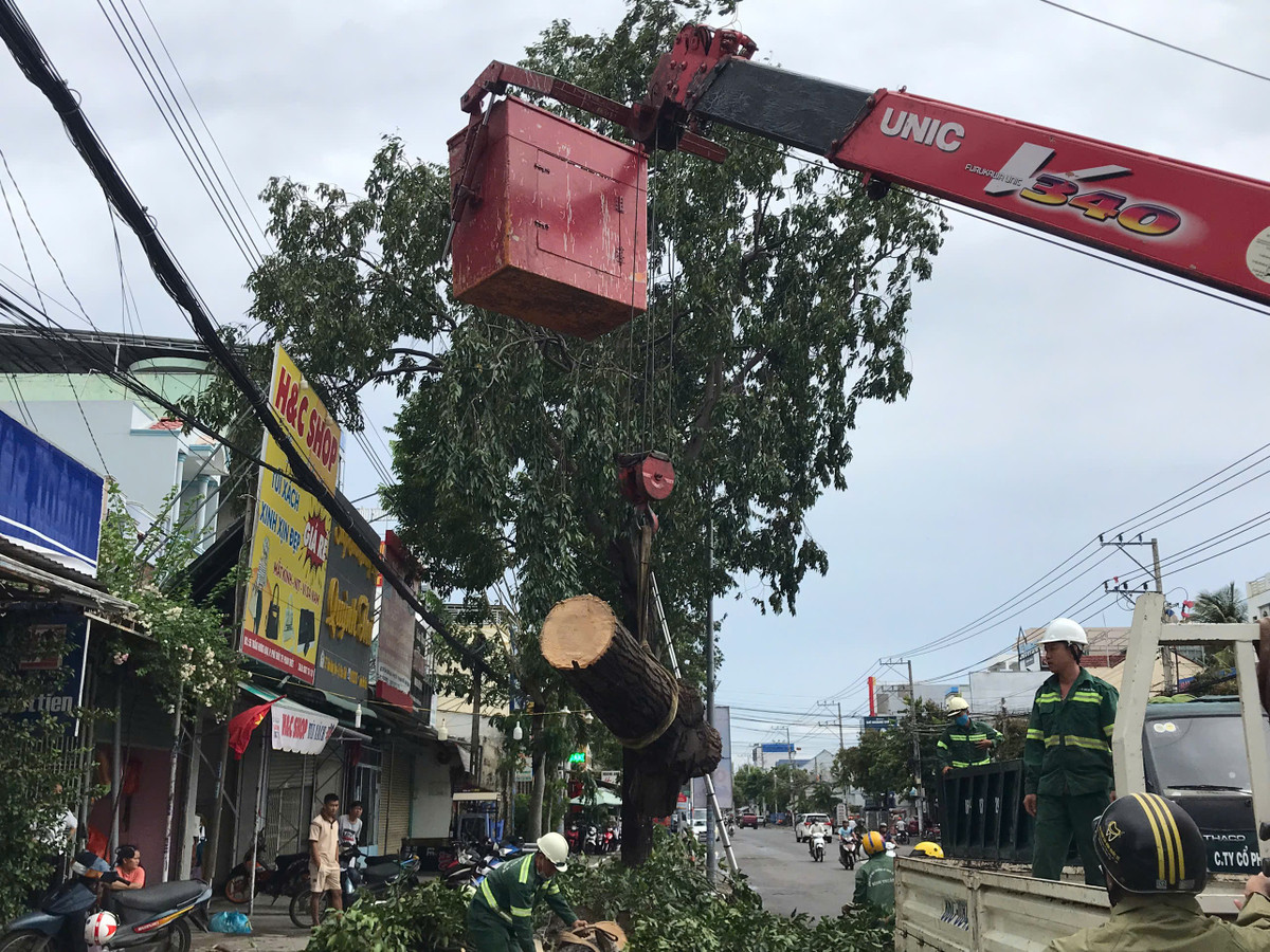Cây xanh bật gốc trong cơn mưa lớn ở TP HCM và Lâm Đồng Cây xanh bật gốc trong cơn mưa lớn ở TP HCM và Lâm Đồng