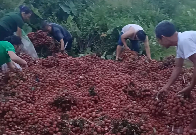 Sự thật đằng sau vụ xe gặp nạn, 4 tấn vải bị nhặt gần hết Sự thật đằng sau vụ xe gặp nạn, 4 tấn vải bị nhặt gần hết