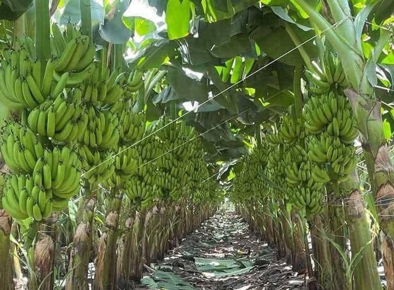 Chuoi Viet Nam Dan Dau Thi Phan Tai Trung Quoc Tien Gan Cau Lac Bo Ty Usd 2