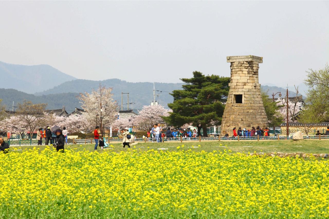 Lễ Hội Hoa Anh Đào Gyeongju (2)