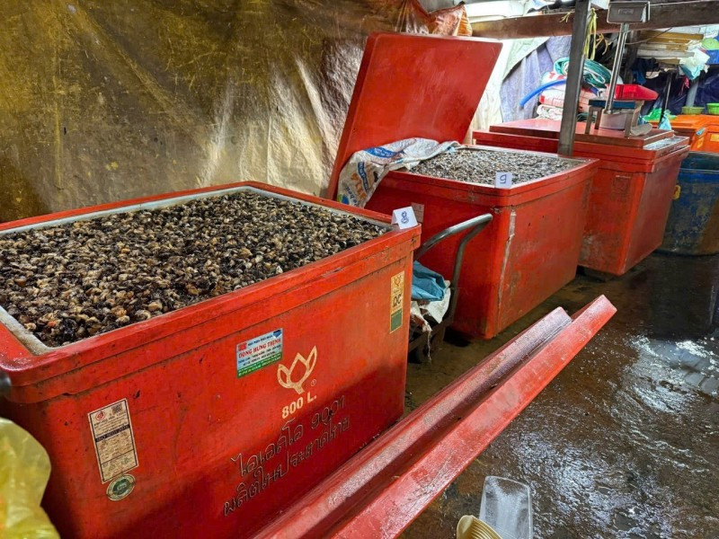 Triệt phá ‘xưởng’ dùng hàng trăm tấn hóa chất độc hại ngâm 3.000 tấn thịt ốc Triệt phá ‘xưởng’ dùng hàng trăm tấn hóa chất độc hại ngâm 3.000 tấn thịt ốc