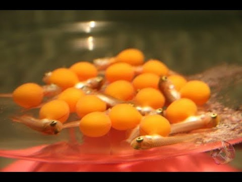 De Nghi Lam Ro Nguyen Nhan Vu Nghi Ngo Doc Trung Ca Canh Khien 13 Nguoi Nhap Vien 1