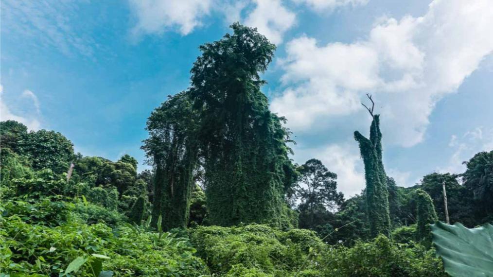 Avatar Trees Bukit Brown