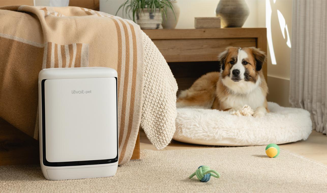 Bedroom With Dog 1 2