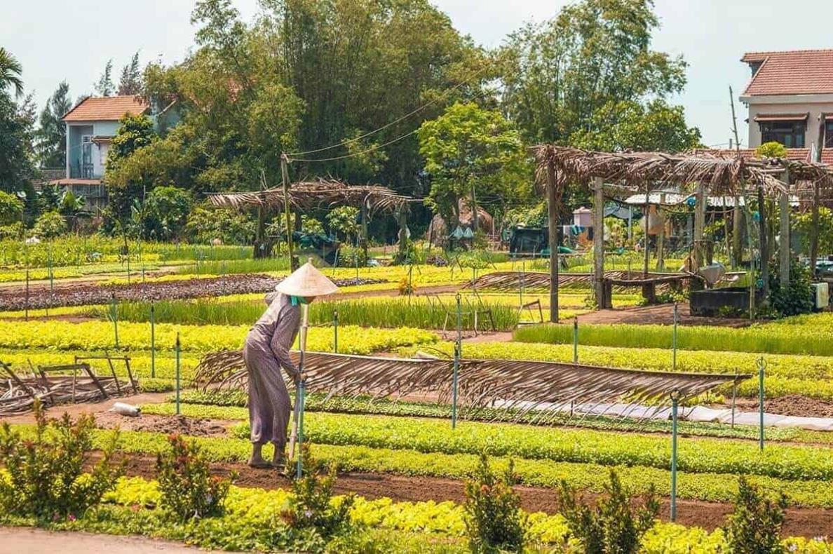 Làng Rau Trà Quế Đà Nẵng